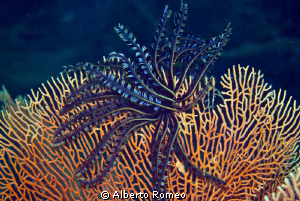Feather Star on Gorgonian by Alberto Romeo 